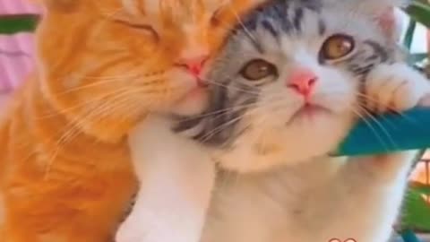 CUTEST ANIMALS! CUTE ANIMALS VIDEOS COMPILATIONS