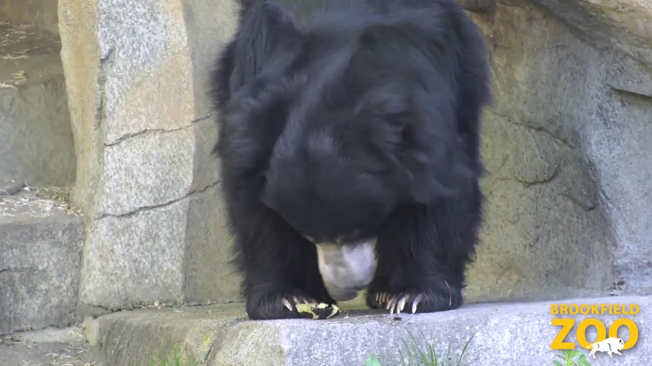 Sloth Bear Enrichment