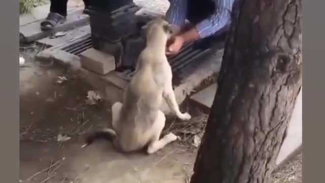 Dog lover