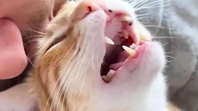 AWW SO FUNNY😂😂 Super Dogs And Cats Reaction Videos (Honest Audio)