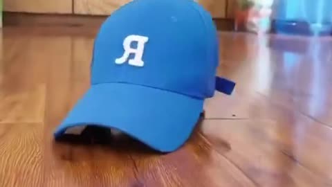 funny animals