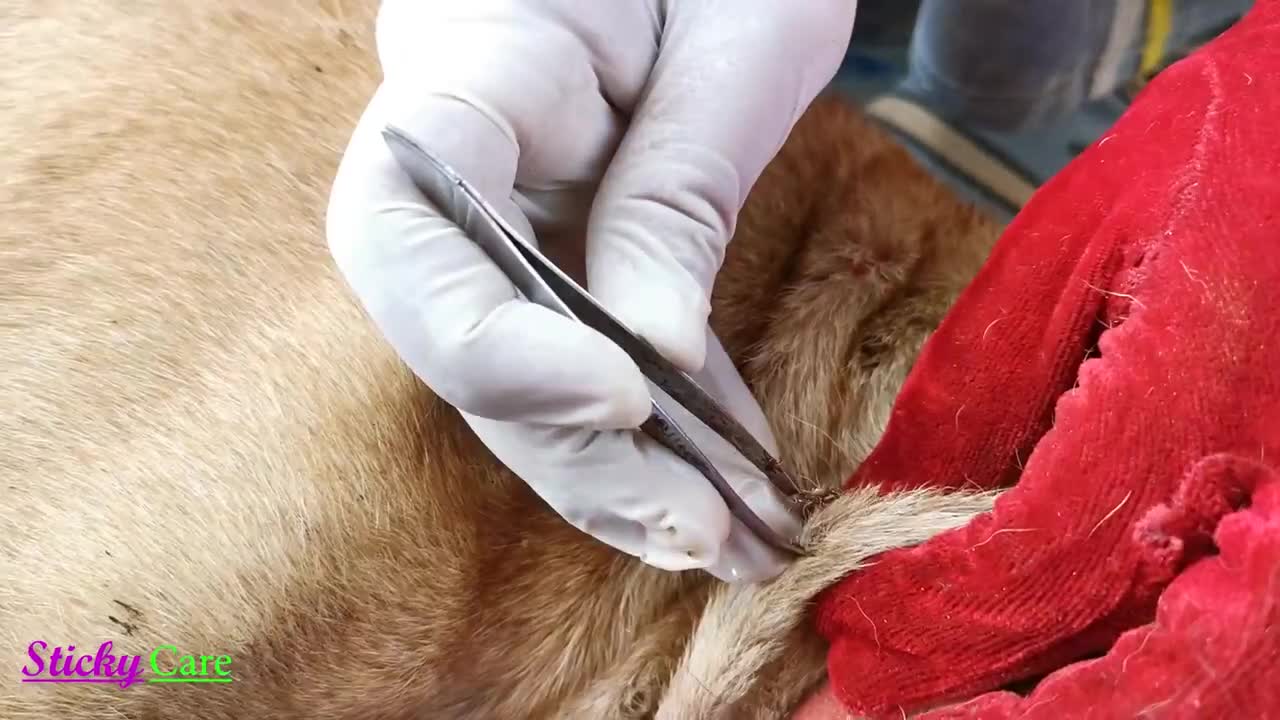 Removing All Ticks From Dog - Dog Ticks Removing Clip - Ticks Removal Videos