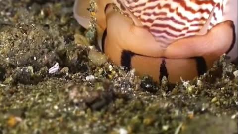 A lovely sea creature