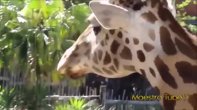 When animals sneeze