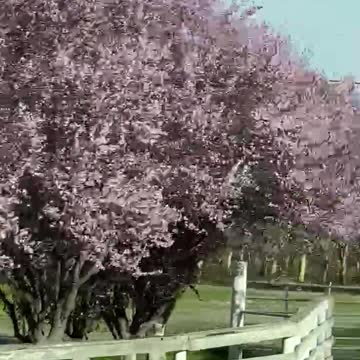 Double rainbow day 2 N of Chico CA