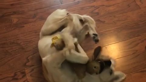 Dog hugging bunny
