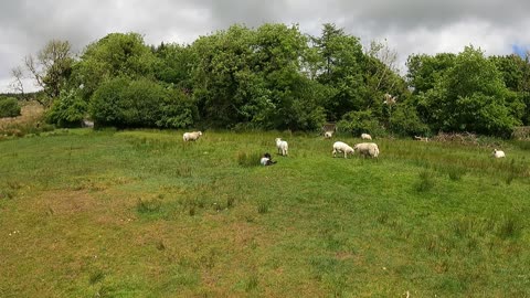 Sheep and their lambs . GoPro. Dartmoor