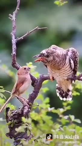 The young bird is feeding the old frail bird