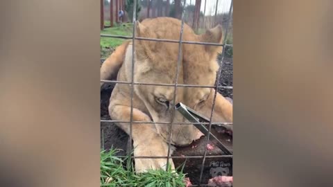 Dogs food and cat