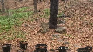 Bobcat?