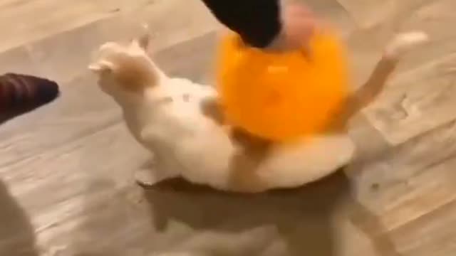 Funny Cat Videos