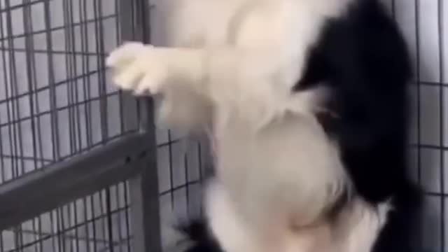 Dog Hilarious Reaction