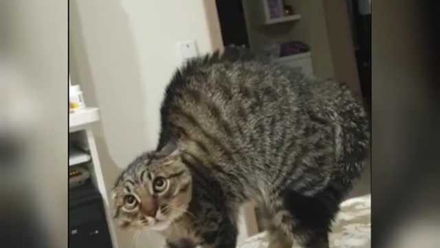 Super Cute Cat Meowing