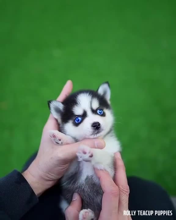 The cutest little Husky I've probably ever seen! part 2
