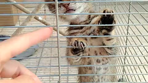 Funny cat cute and beautiful