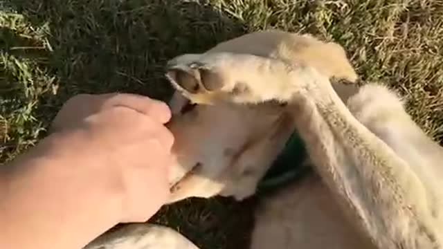 Golden Retriever who likes people