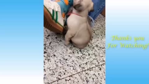 pets funny compilition