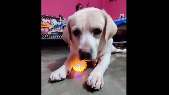 Funny Dog Is Playing With His Toy