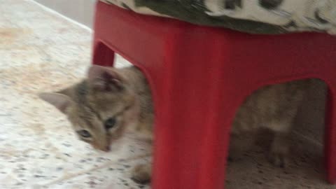 My cat is hiding under a plastic chair