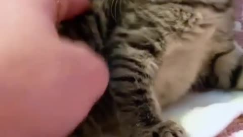 cat meets human