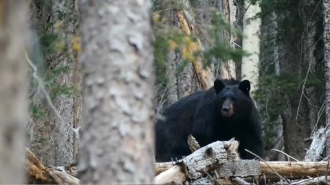 Beatiful and cute bear in the animal park