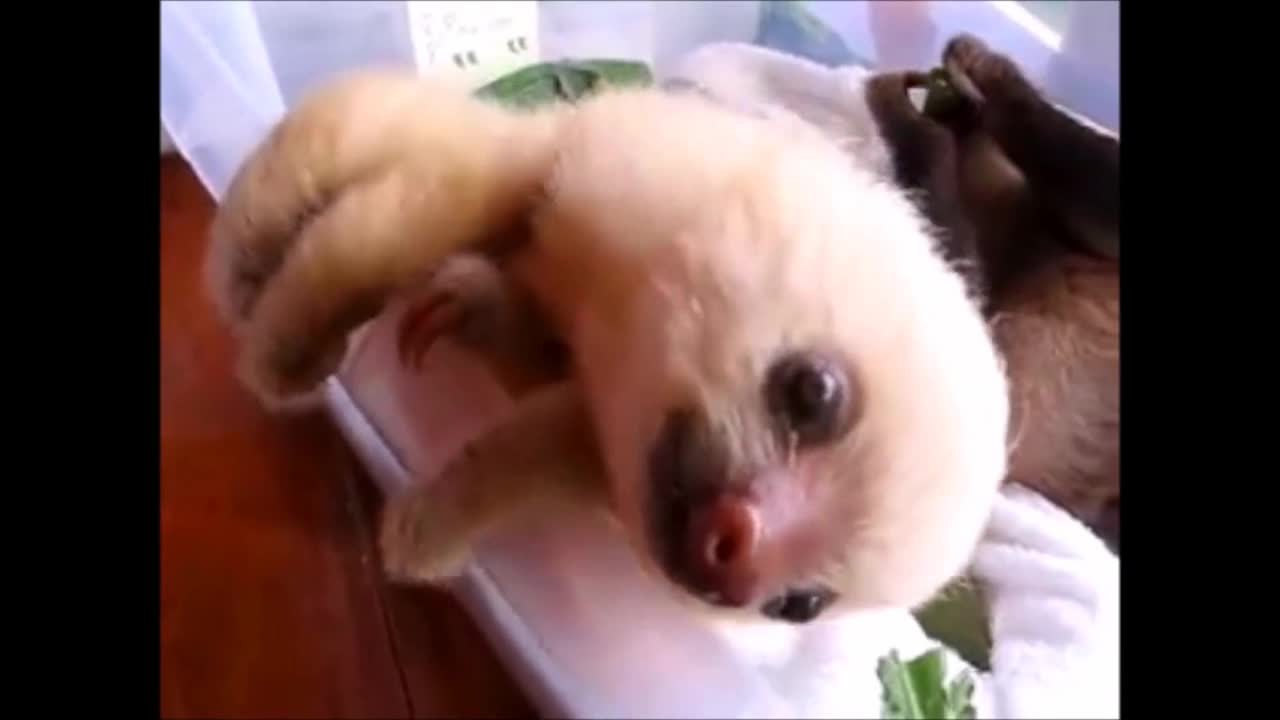 sloth very sweet