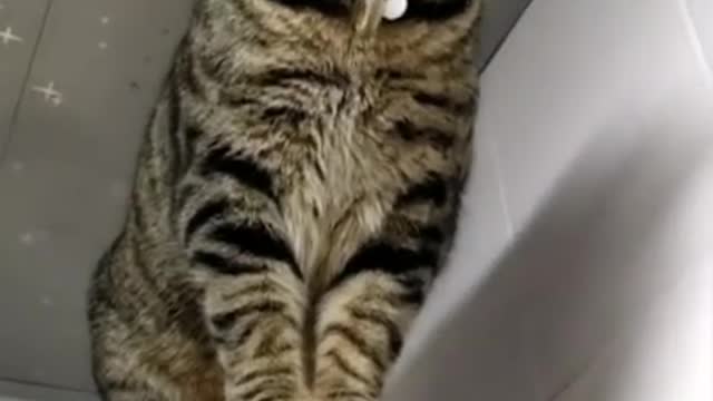 Cute Cats and Funny Animals Compilation 😹 Try Not To Laugh Challenge - Cute Cat