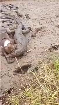 pitbull dog status op short video Tik tok video