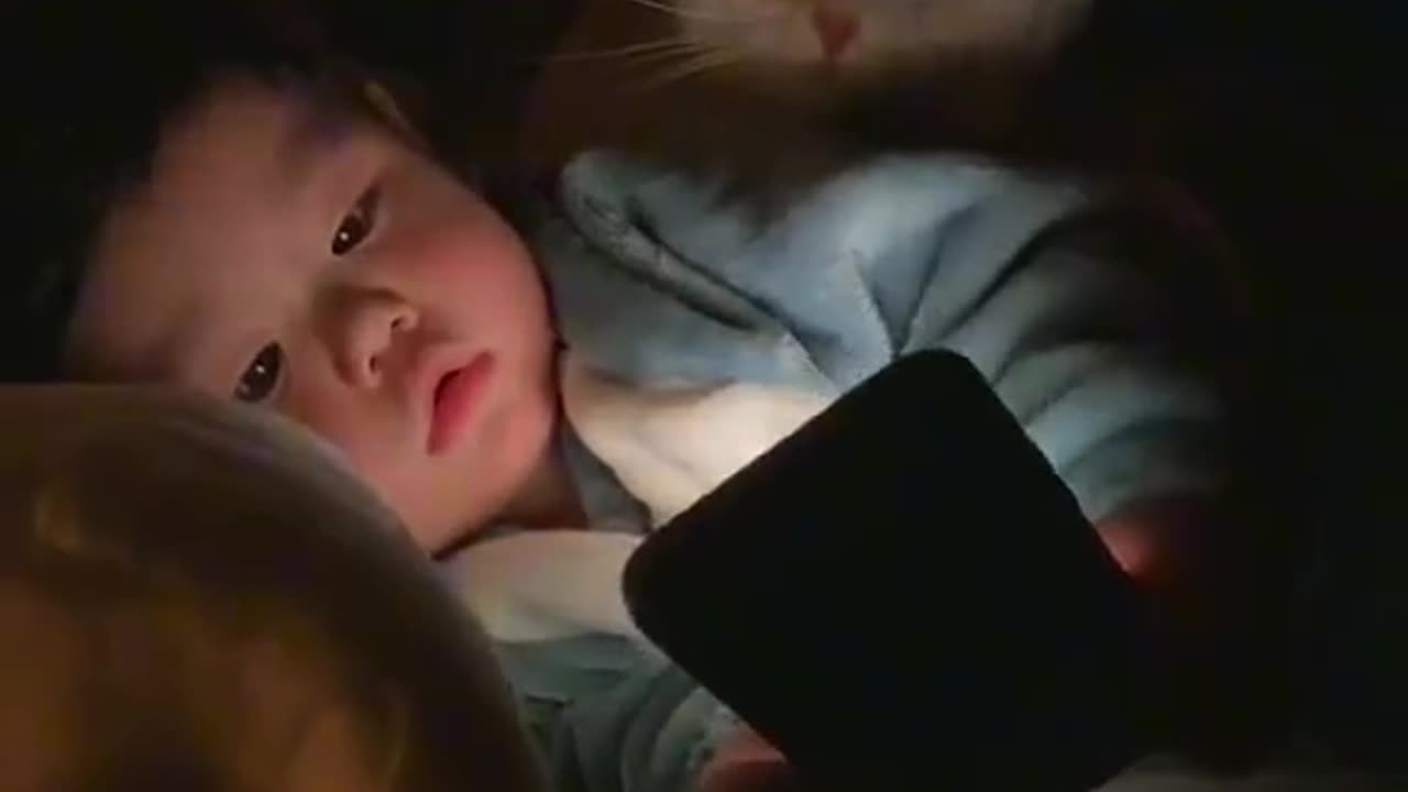 Funny Cat videos