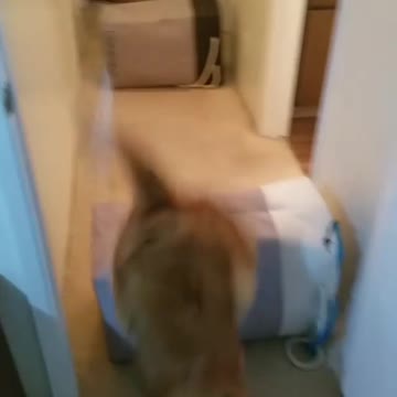 Pawrents and I making the most of this quarantine with an indoor DIY agility course!