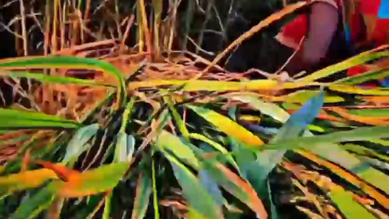 http://sharevideo1.com/v/TXFDdEJSdWcwNE0=?t=ytb&f=co