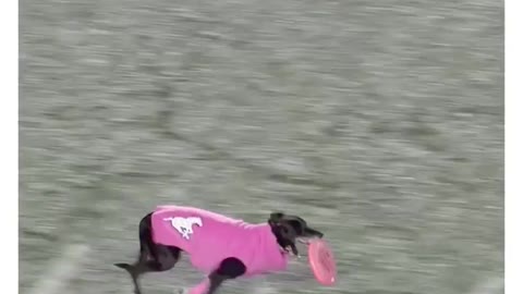 Dog sets record for the longest catch at a live sport event