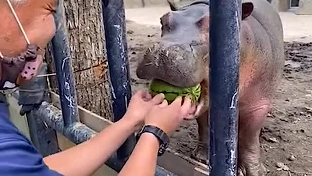 Doesn't the hippo deserve your like?