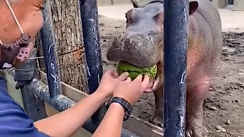 Doesn't the hippo deserve your like?