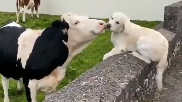 Instant Friendship - Cow And Dog Showing Affection!