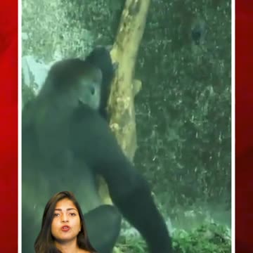 అయ్యో పాపం గొరిల్లా! #short #gorilla #enclosure | FBTV NEWS