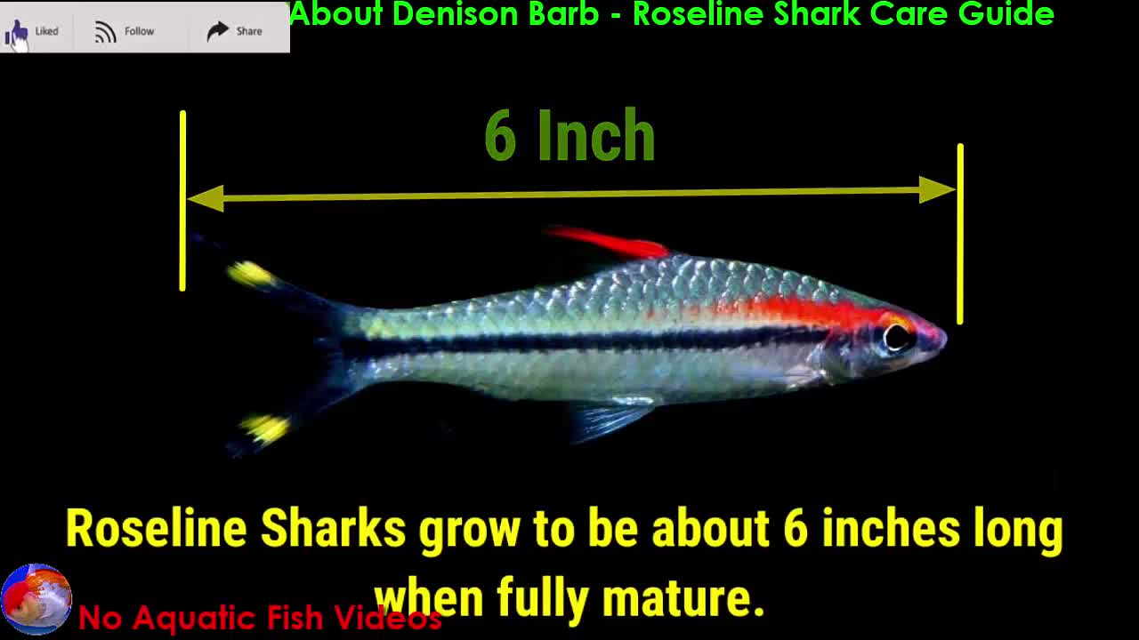 Everything About Denison Barb - Roseline Shark Care Guide