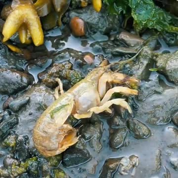 Dr, Crustacean To The Rescue