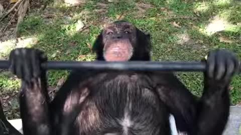 Chimpanzees and fitness