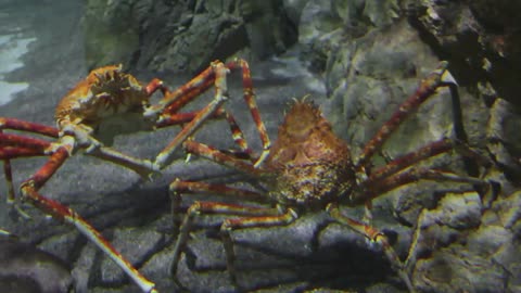 Tasmanian Crab: Australia's GIANT BEHEMOTH of the SEA