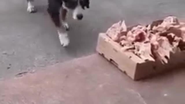 Leftovers from the butcher's shop for stray dogs