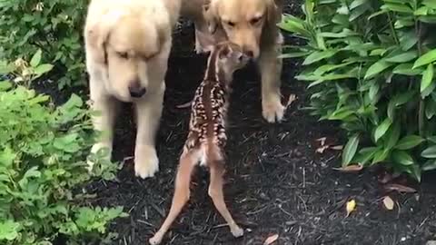 Cutest Labrador Puppies