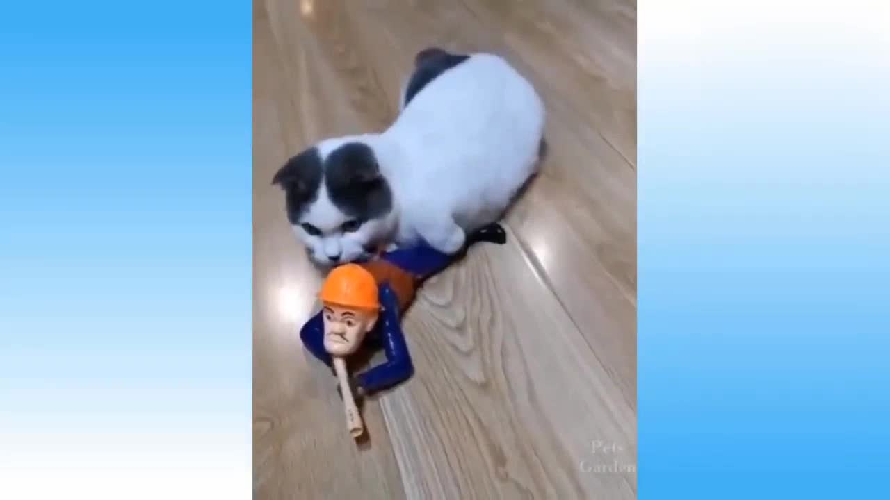 Dog an Cat funy video