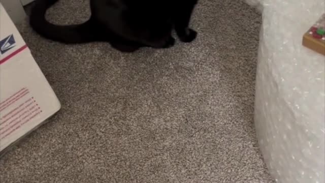 Adopting a Cat from a Shelter Vlog - Precious Piper Explores the Office #shorts