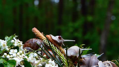 Winniczki, Snails, Seven-Dot, Ladybug, Insect