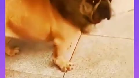 lion and dog funny video