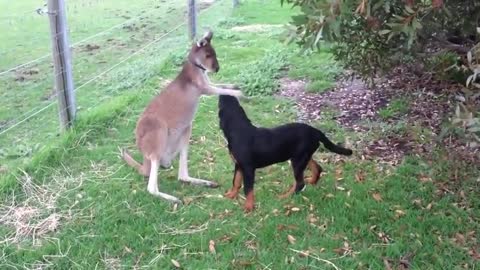 Cute Baby Kangaroo Playing With Dog