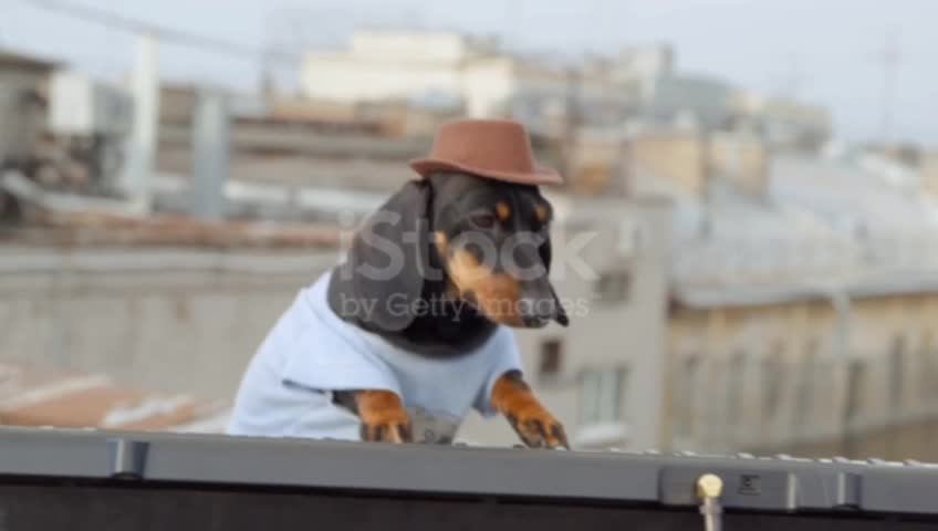 The world's first dog that taught humans to play the piano