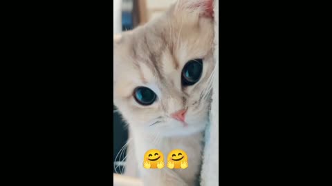 Cute baby cat