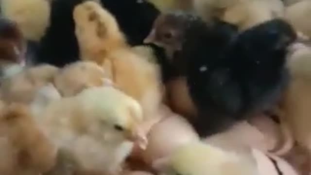 Cute chicks